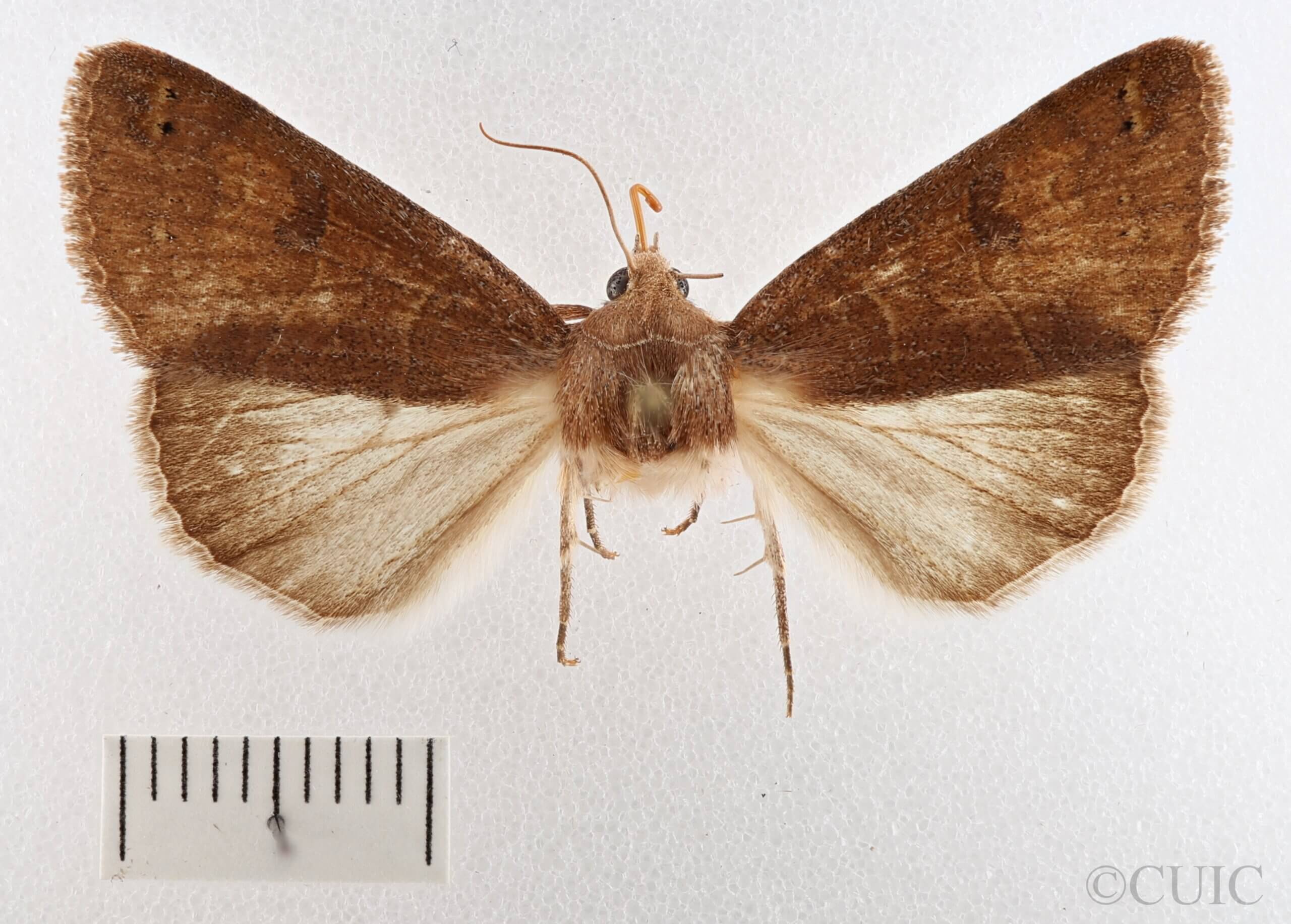 dorsal view of adult Cissusa spadix