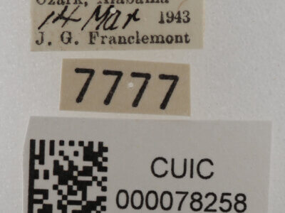 label view of adult Cissusa spadix