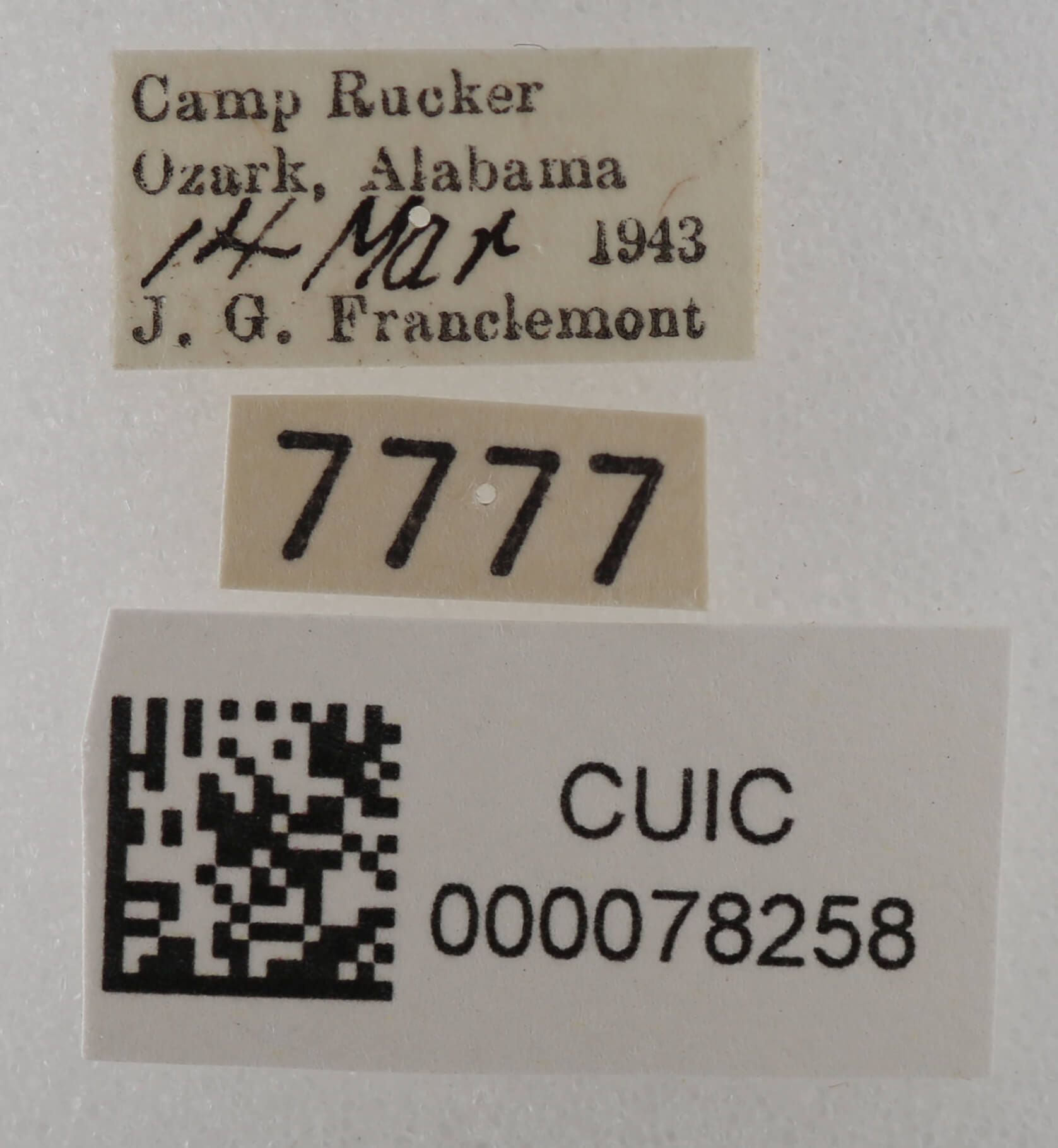 label view of adult Cissusa spadix