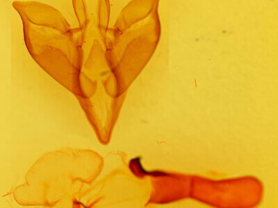 genitalia view of adult Apantesis carlotta?