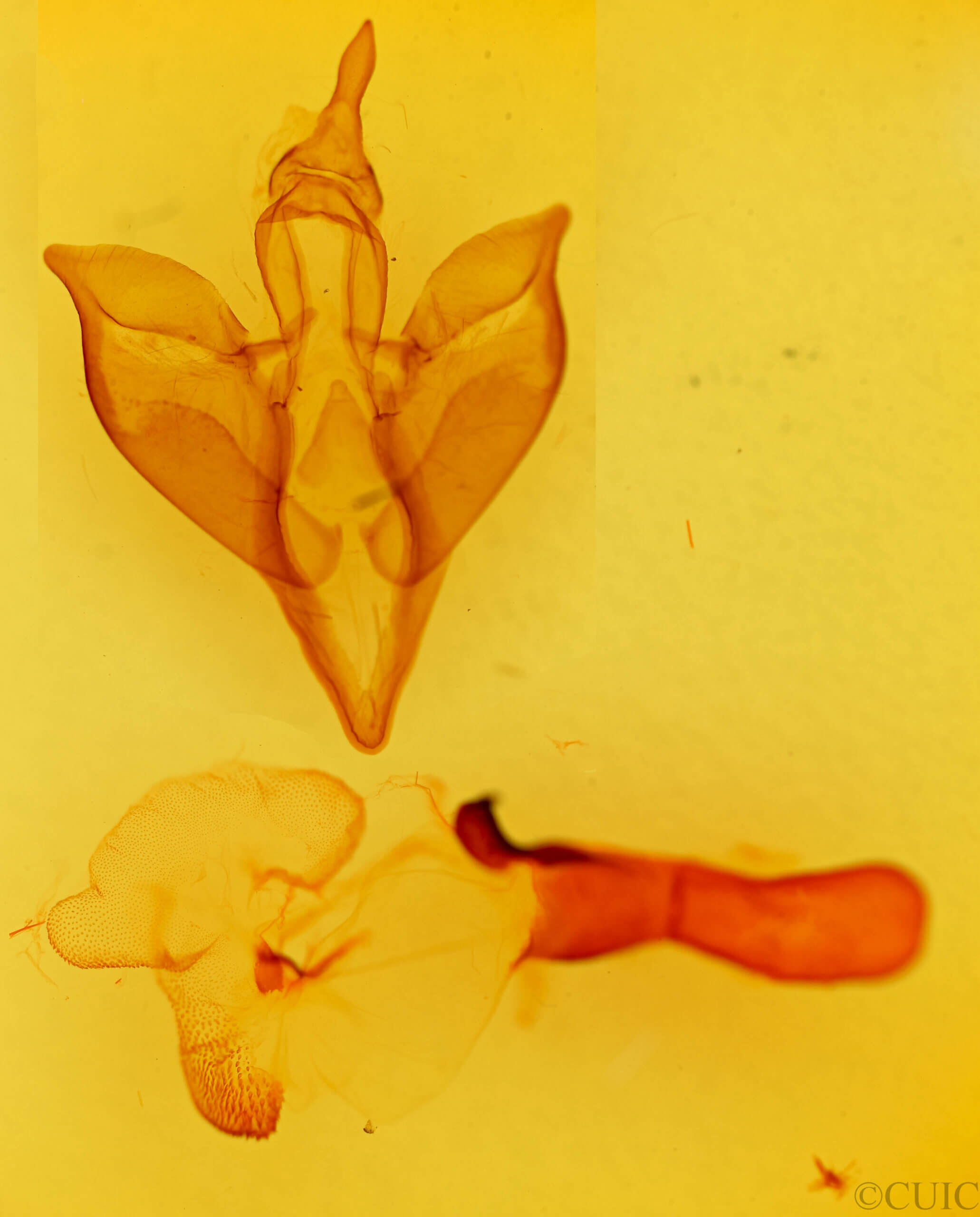 genitalia view of adult Apantesis carlotta?
