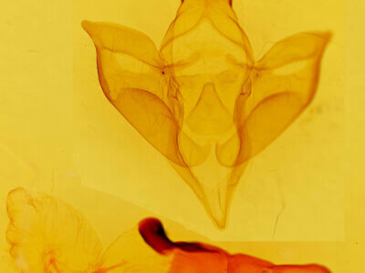 genitalia view of adult Apantesis carlotta?