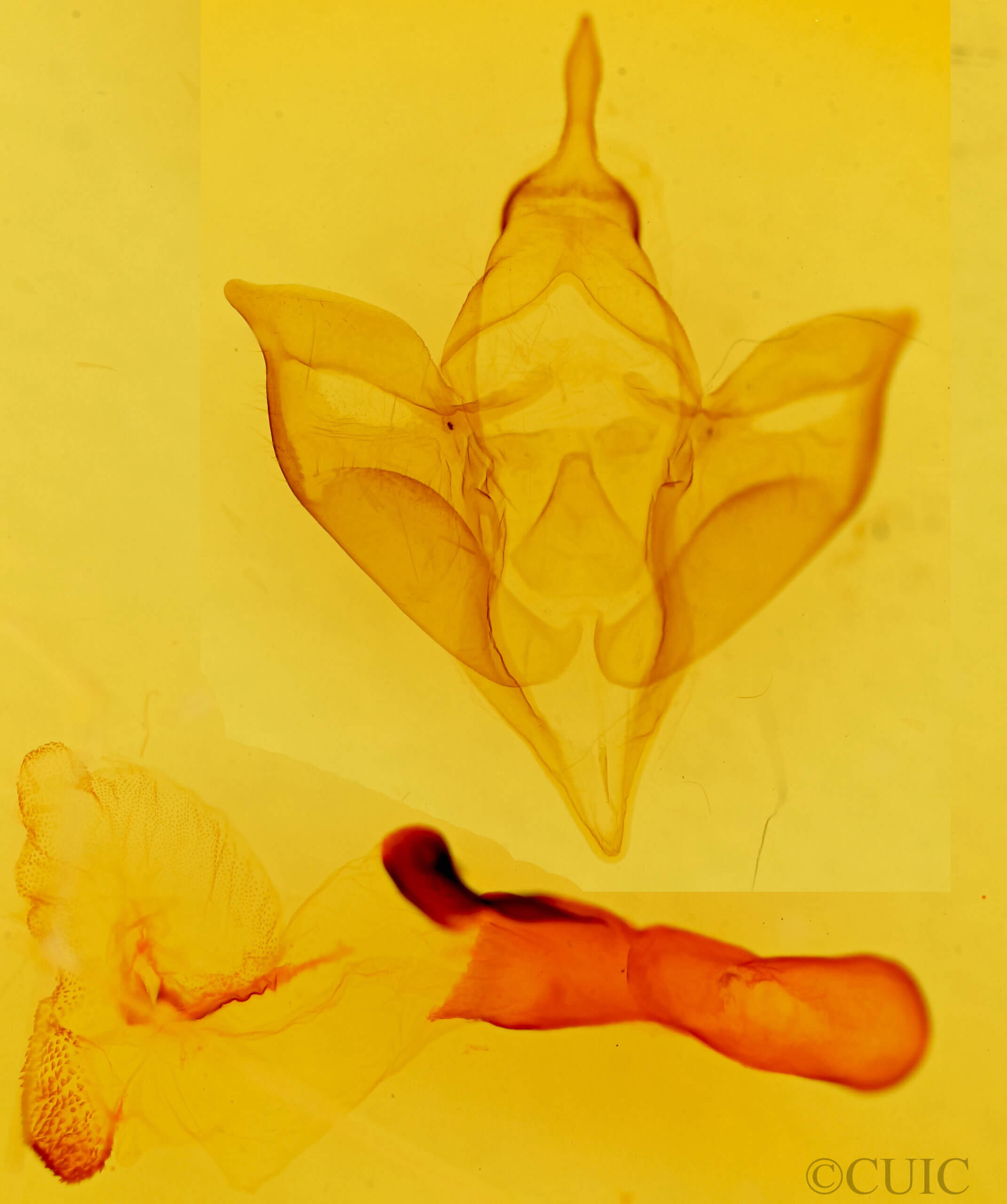 genitalia view of adult Apantesis carlotta?