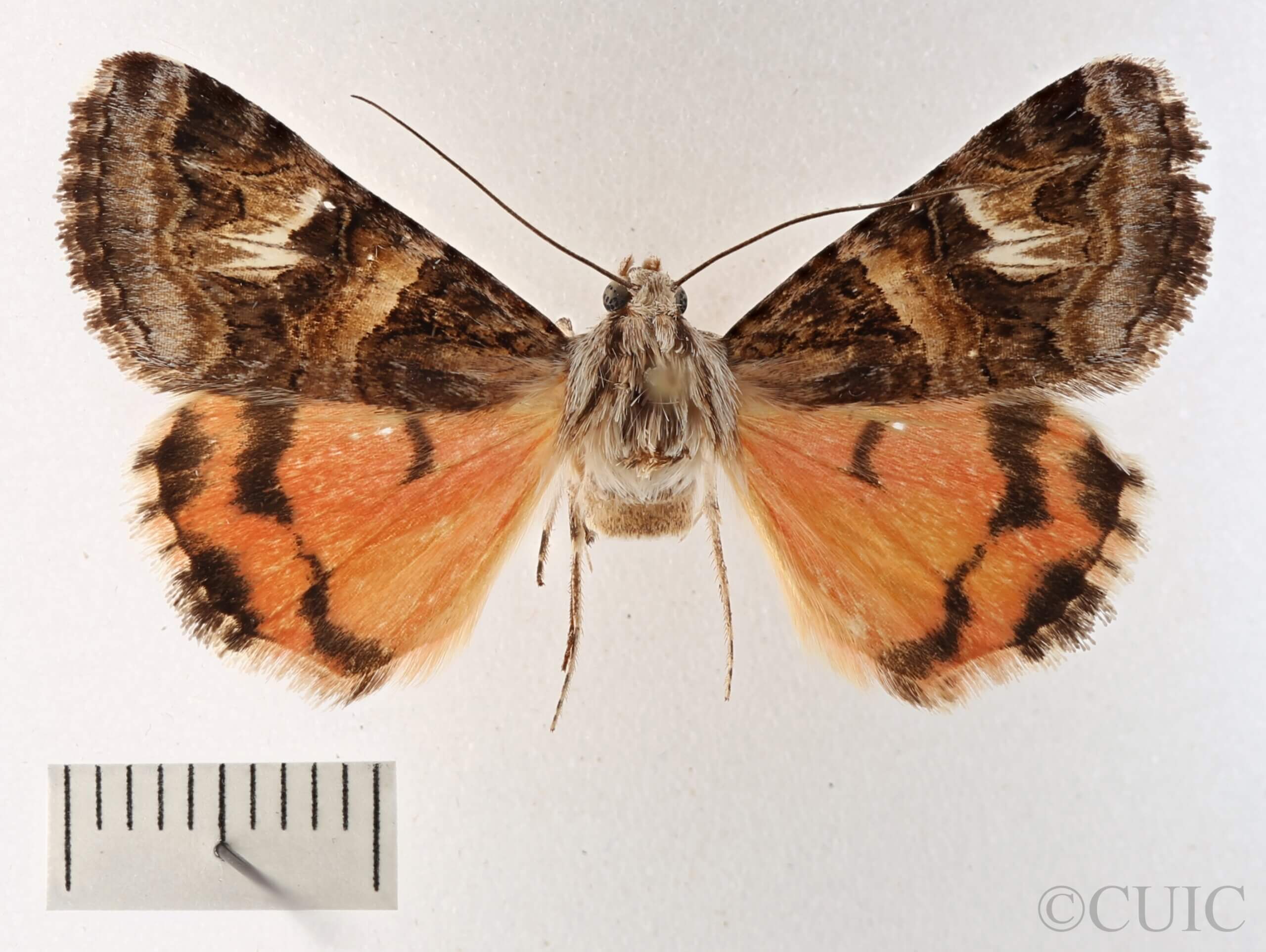 dorsal view of adult Drasteria mirifica