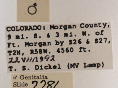 label view of adult Drasteria mirifica