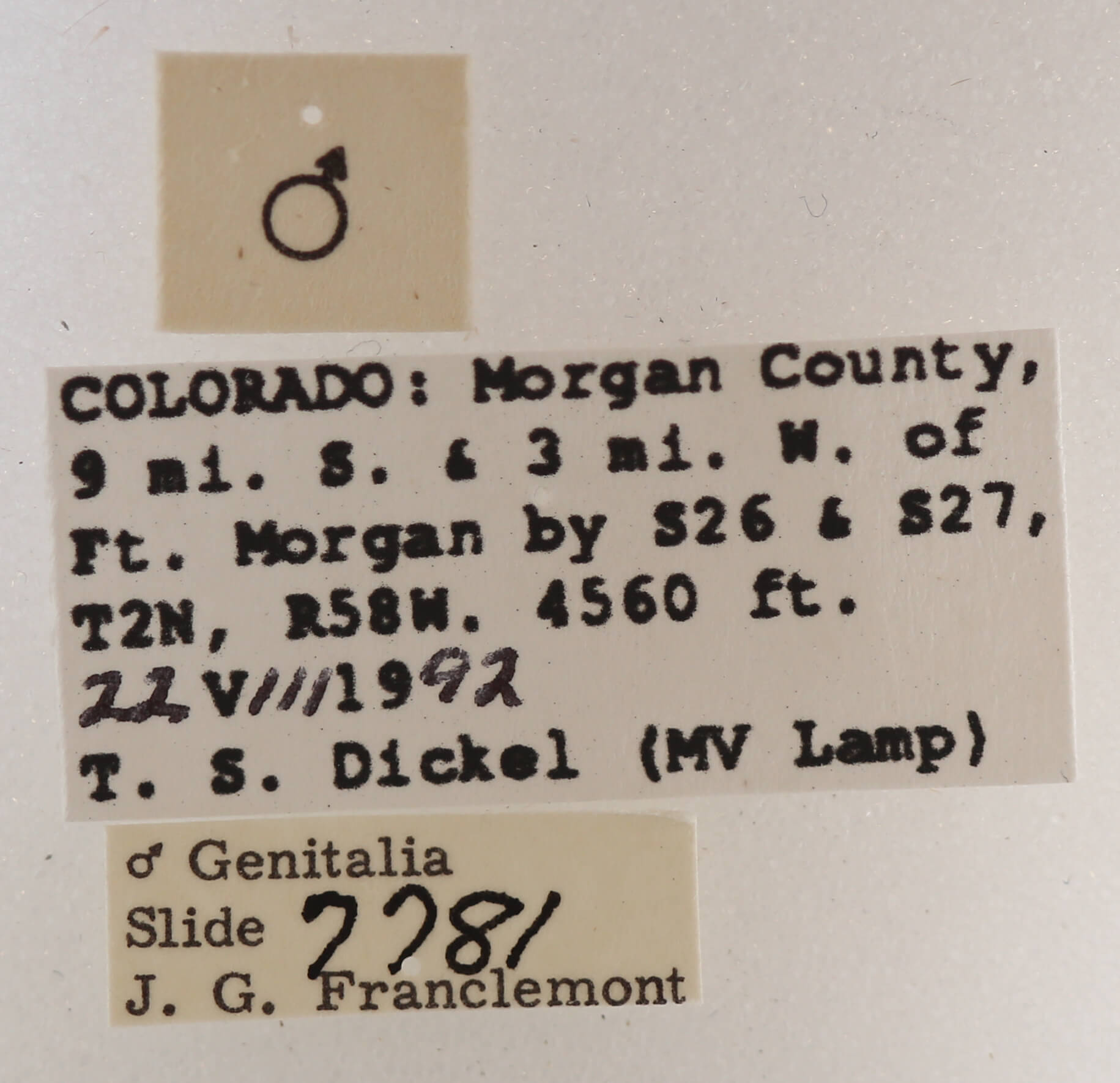 label view of adult Drasteria mirifica