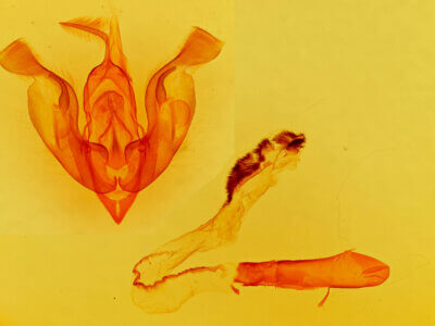 genitalia view of adult Trichocerapoda strigata