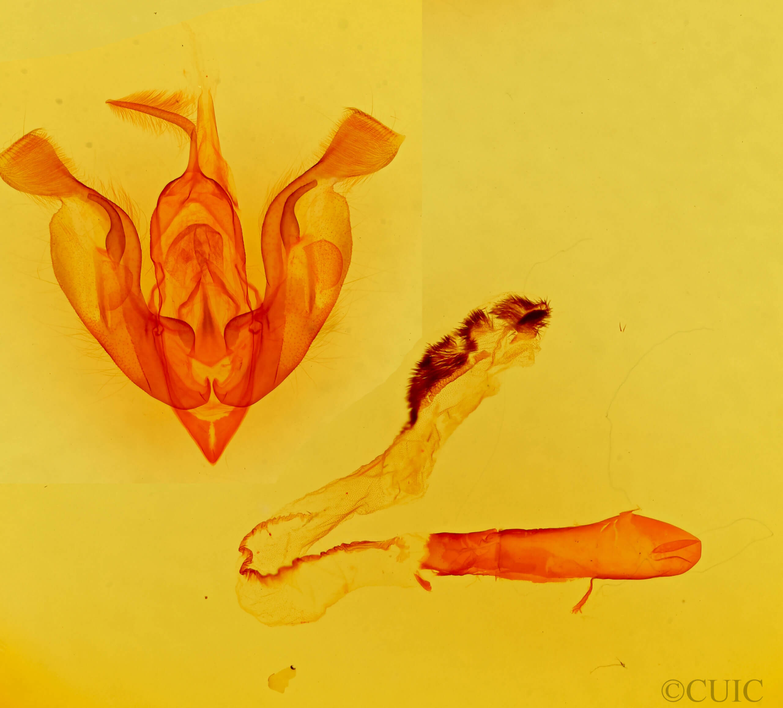 genitalia view of adult Trichocerapoda strigata