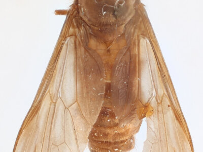 dorsal view of adult Asaphomyia floridensisPechuman, 1974
