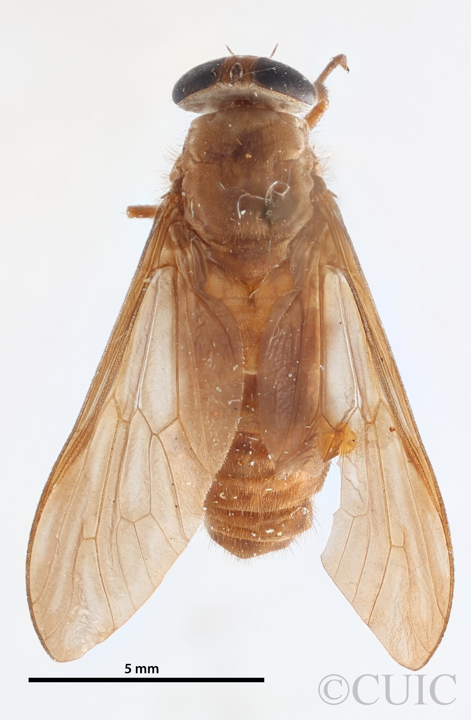 dorsal view of adult Asaphomyia floridensisPechuman, 1974