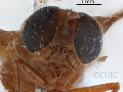 adult Asaphomyia floridensisPechuman, 1974