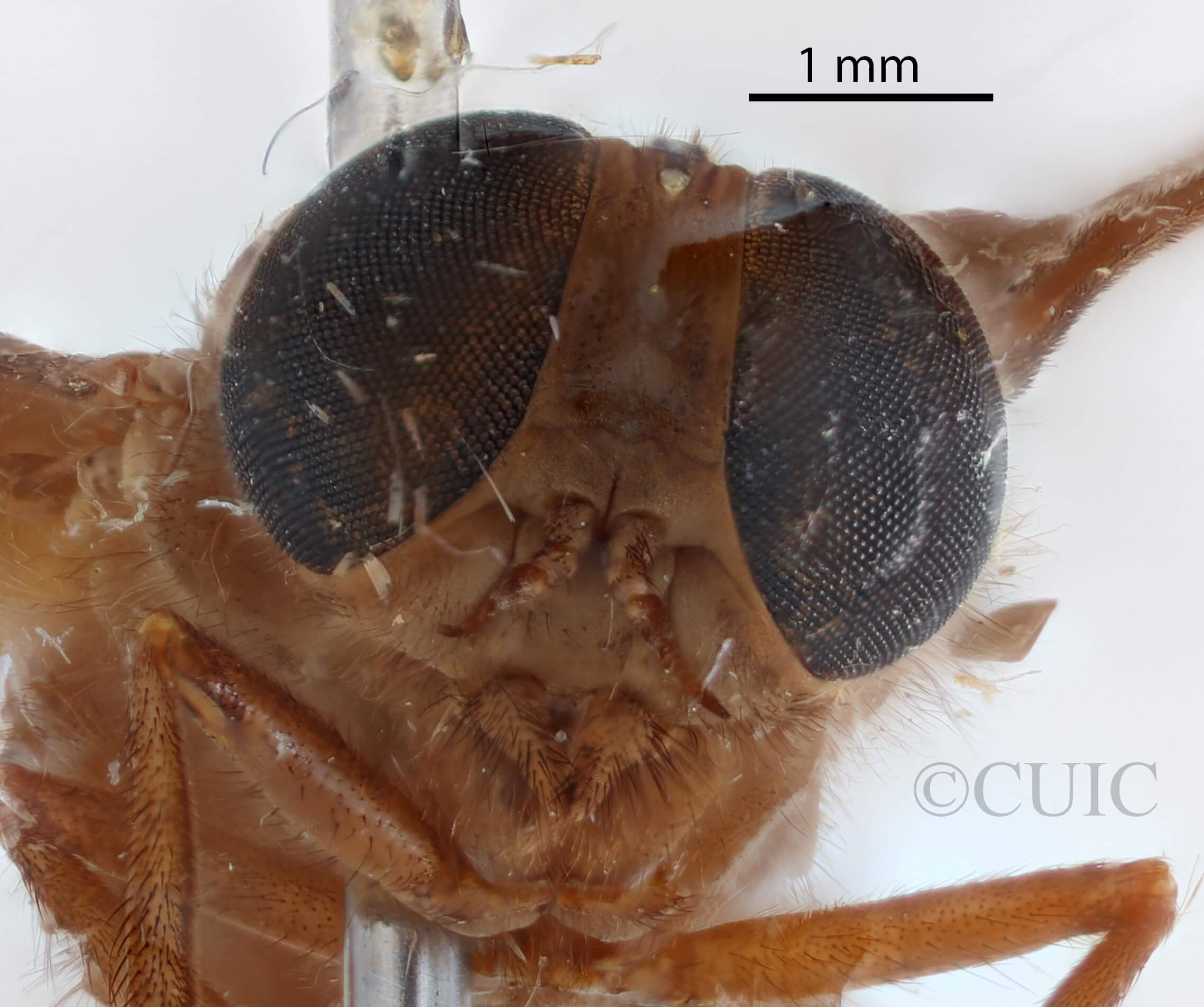 adult Asaphomyia floridensisPechuman, 1974