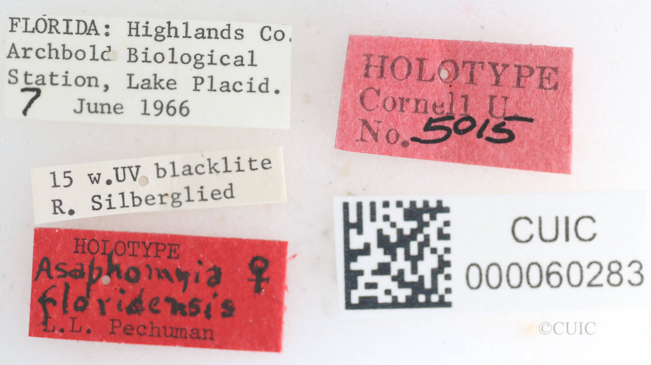 label view of Asaphomyia floridensisPechuman, 1974
