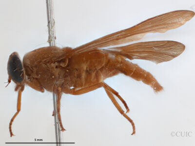 lateral view of adult Asaphomyia floridensisPechuman, 1974
