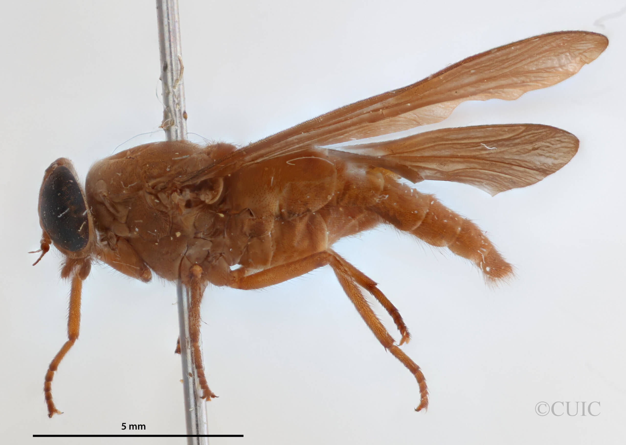 lateral view of adult Asaphomyia floridensisPechuman, 1974