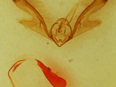 genitalia view of adult Anicla infecta