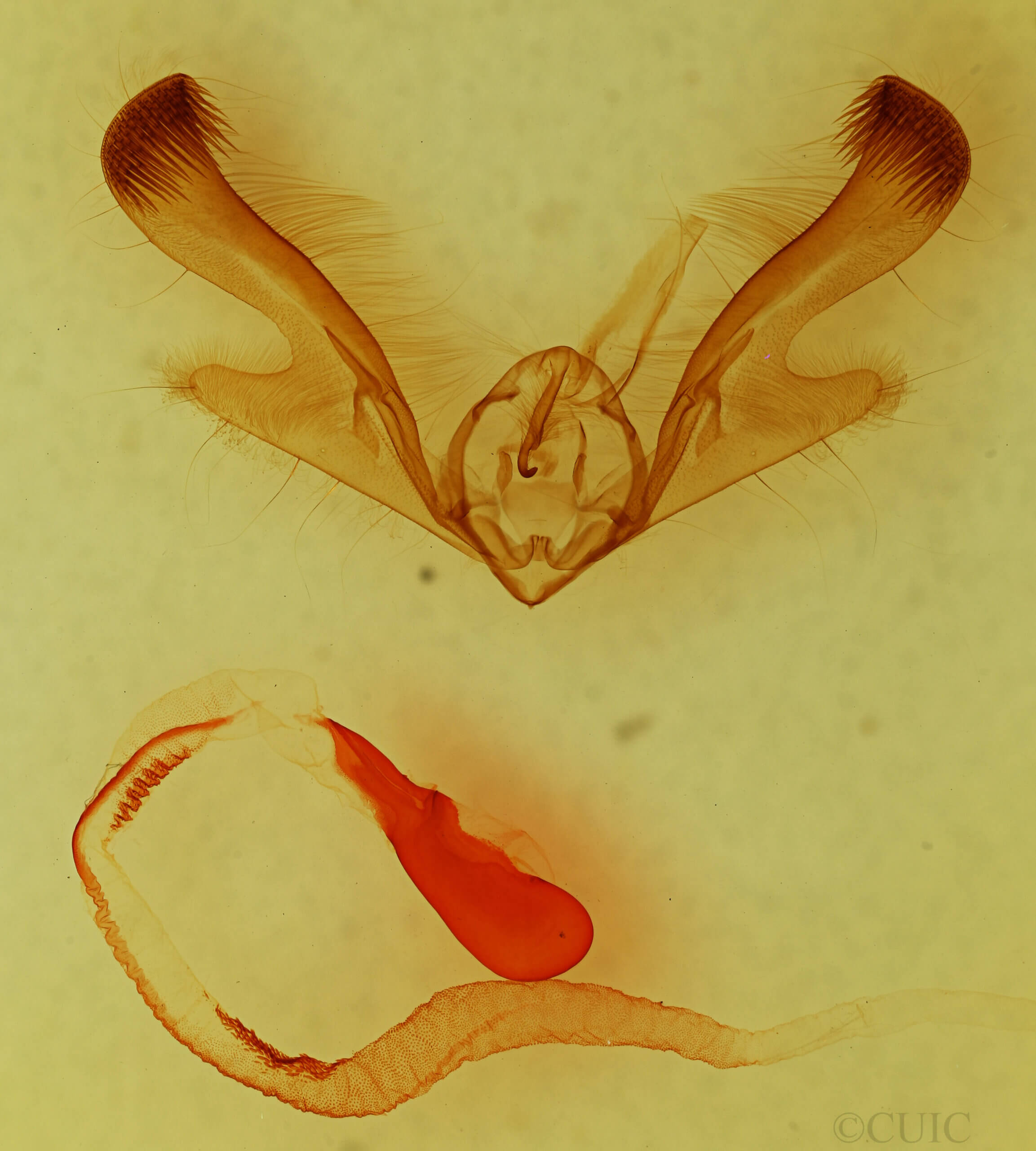 genitalia view of adult Anicla infecta