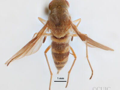 dorsal view of adult Chrysopilus quadratus