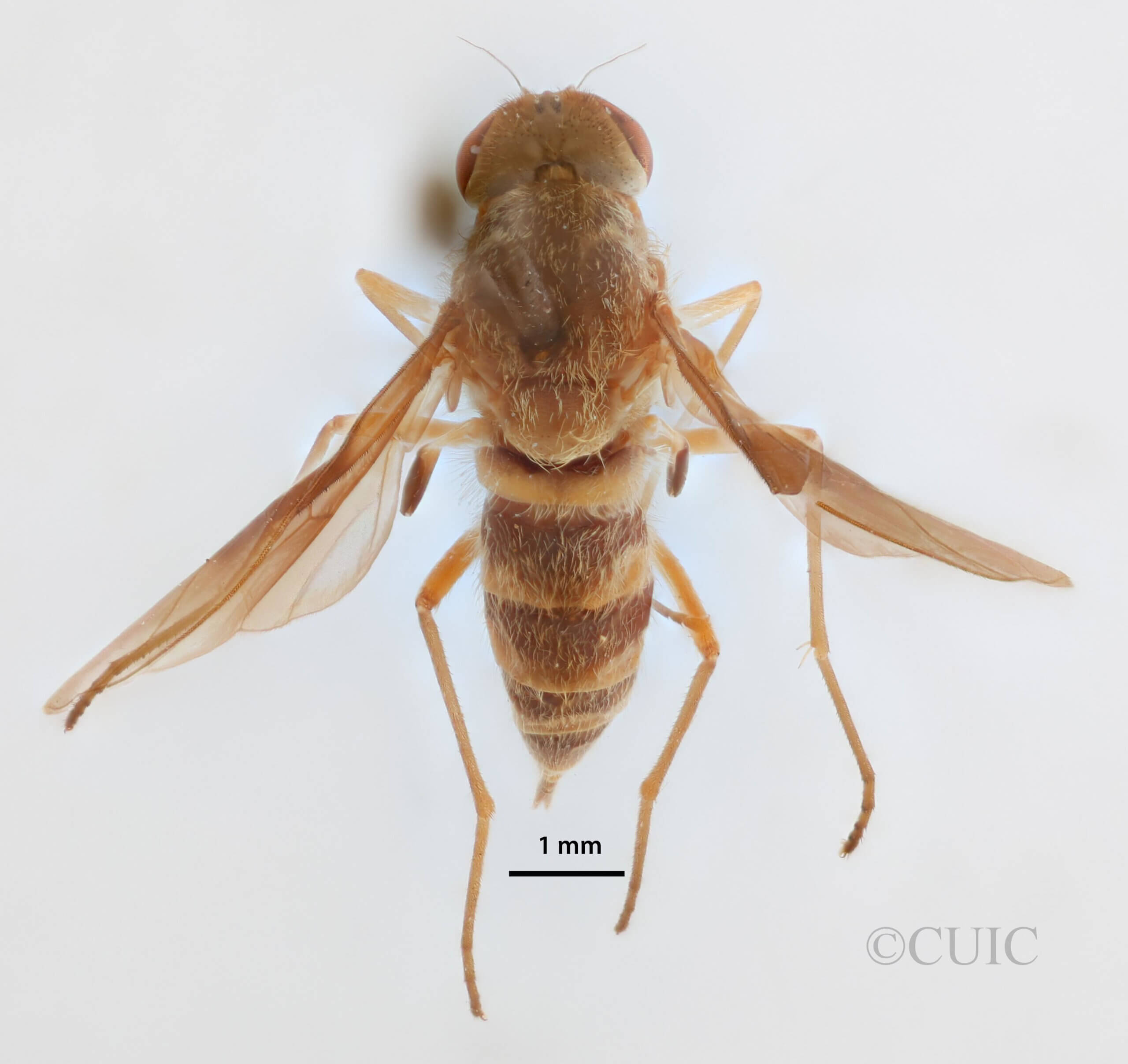 dorsal view of adult Chrysopilus quadratus