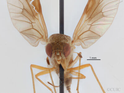 adult Chrysopilus quadratus