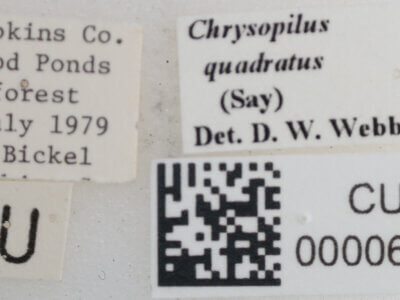 label view of Chrysopilus quadratus