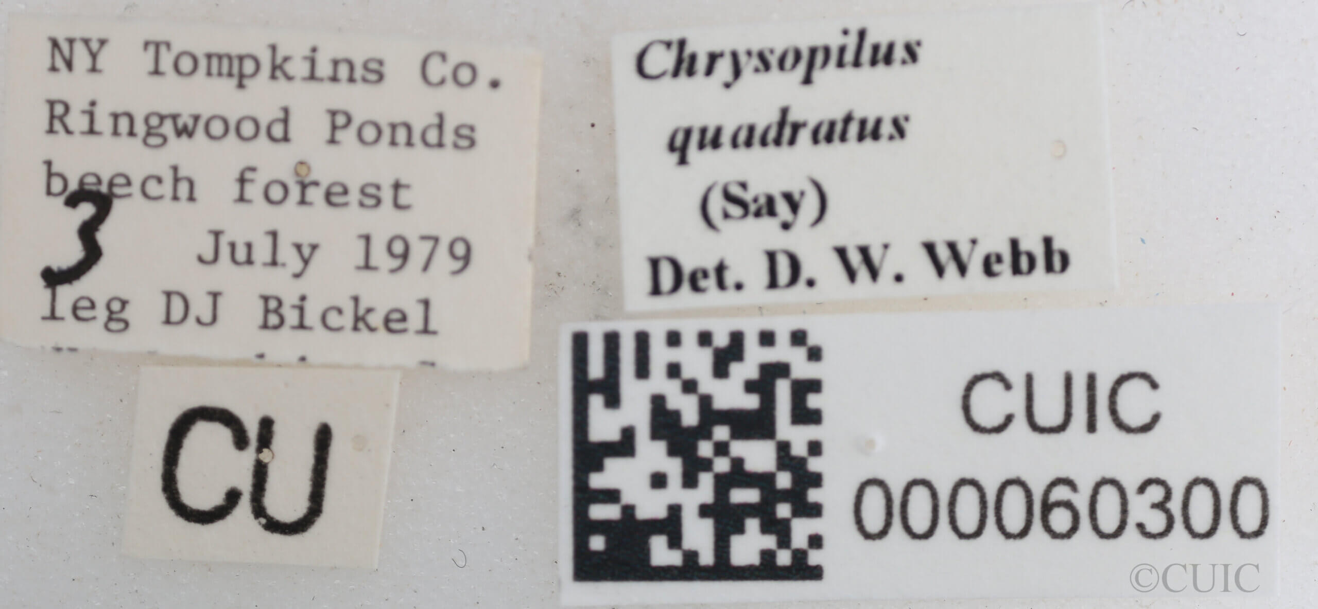 label view of Chrysopilus quadratus