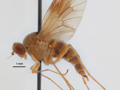 lateral view of adult Chrysopilus quadratus