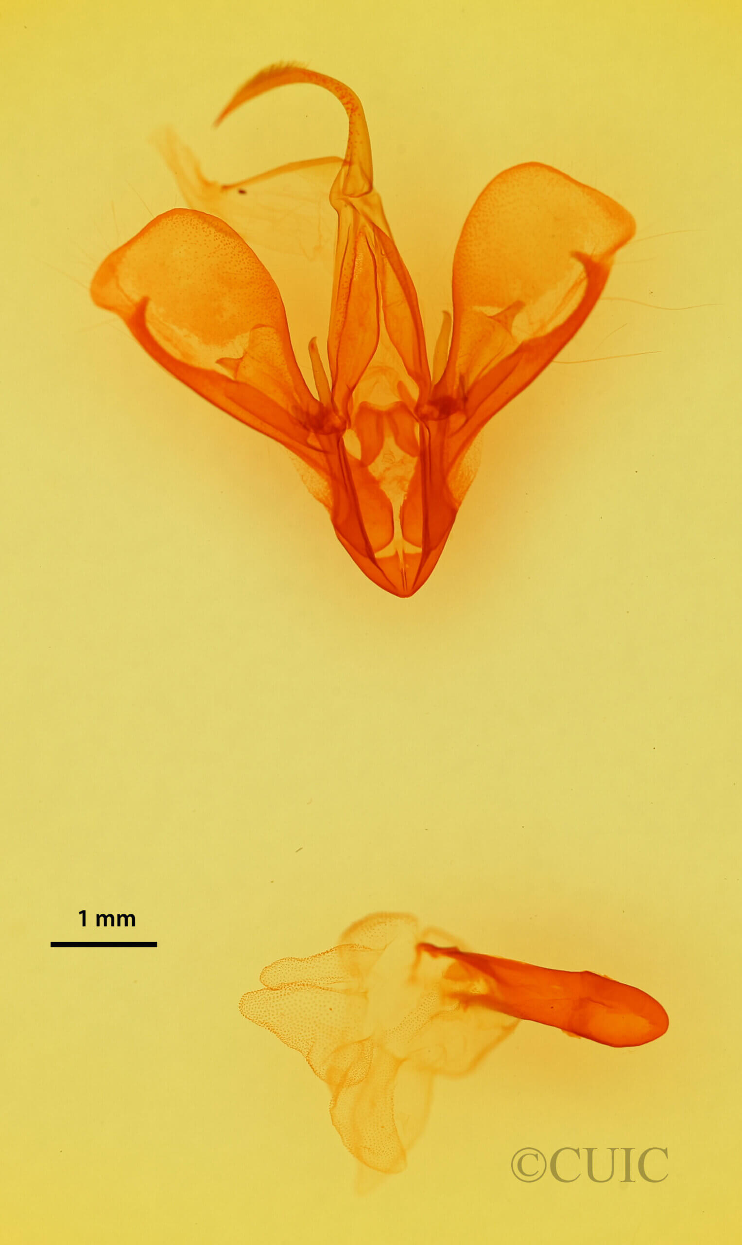 genitalia view of adult Drasteria mirifica