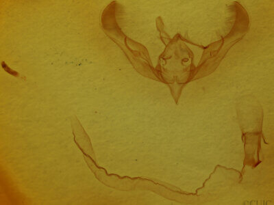 genitalia view of adult Anicla illapsa