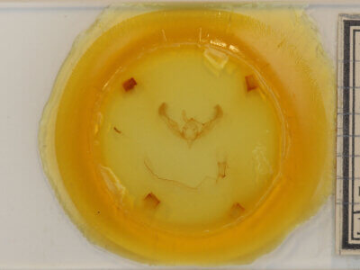 slide view of adult Anicla illapsa