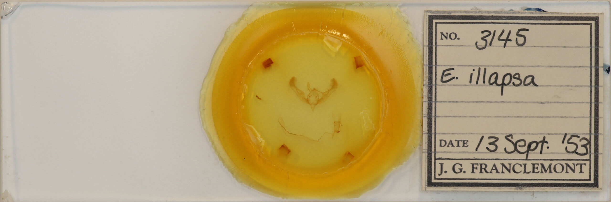 slide view of adult Anicla illapsa