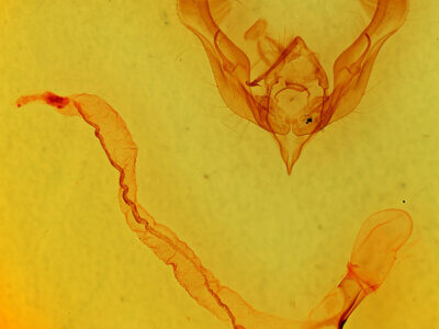 genitalia view of adult Anicla lubricans 