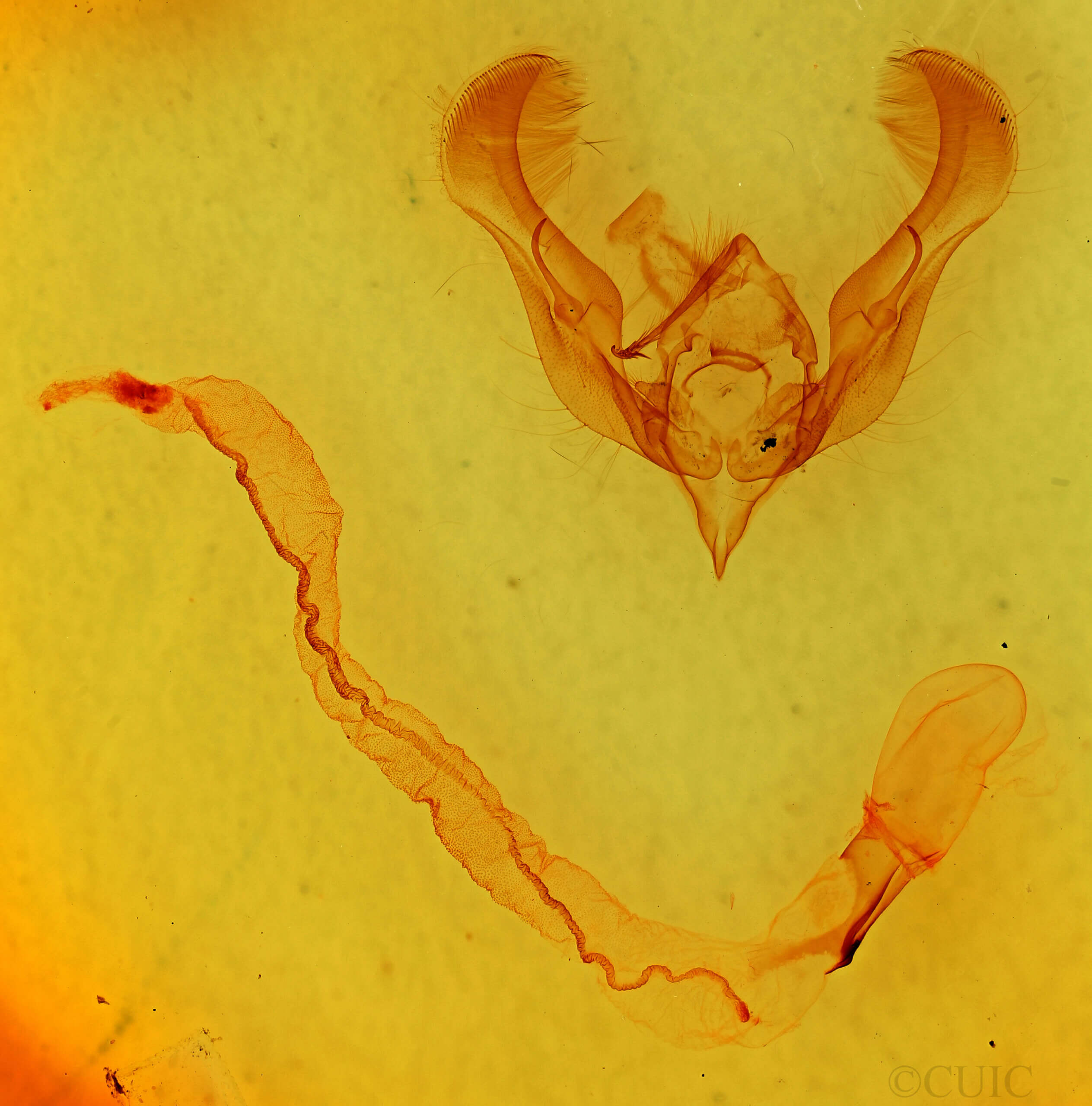 genitalia view of adult Anicla lubricans 