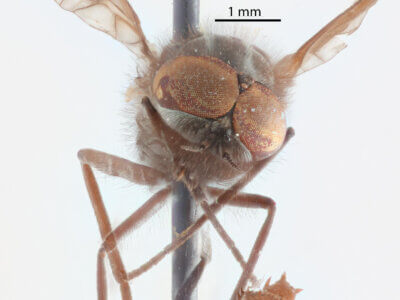 pupa / adult Glutops rossi