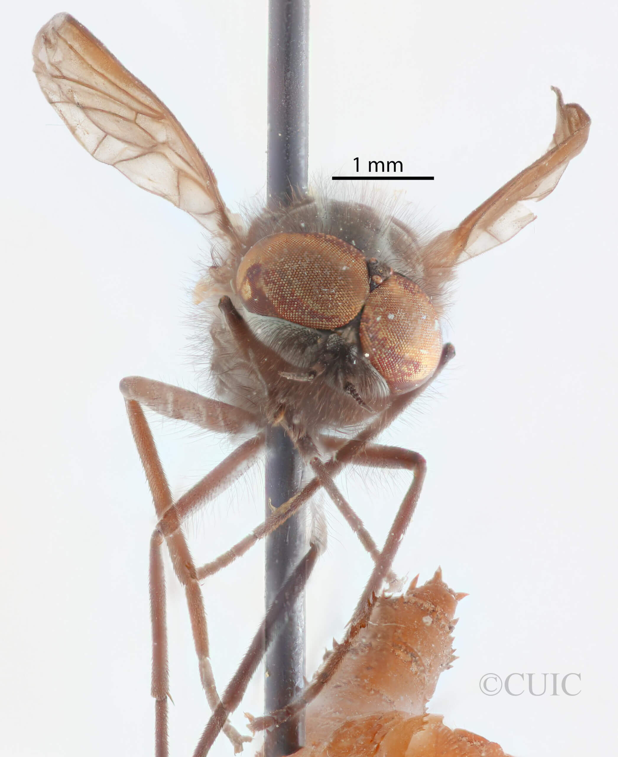 pupa / adult Glutops rossi