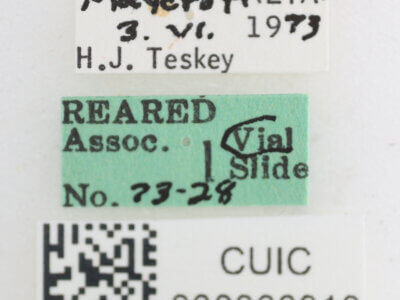 label view of Glutops rossi