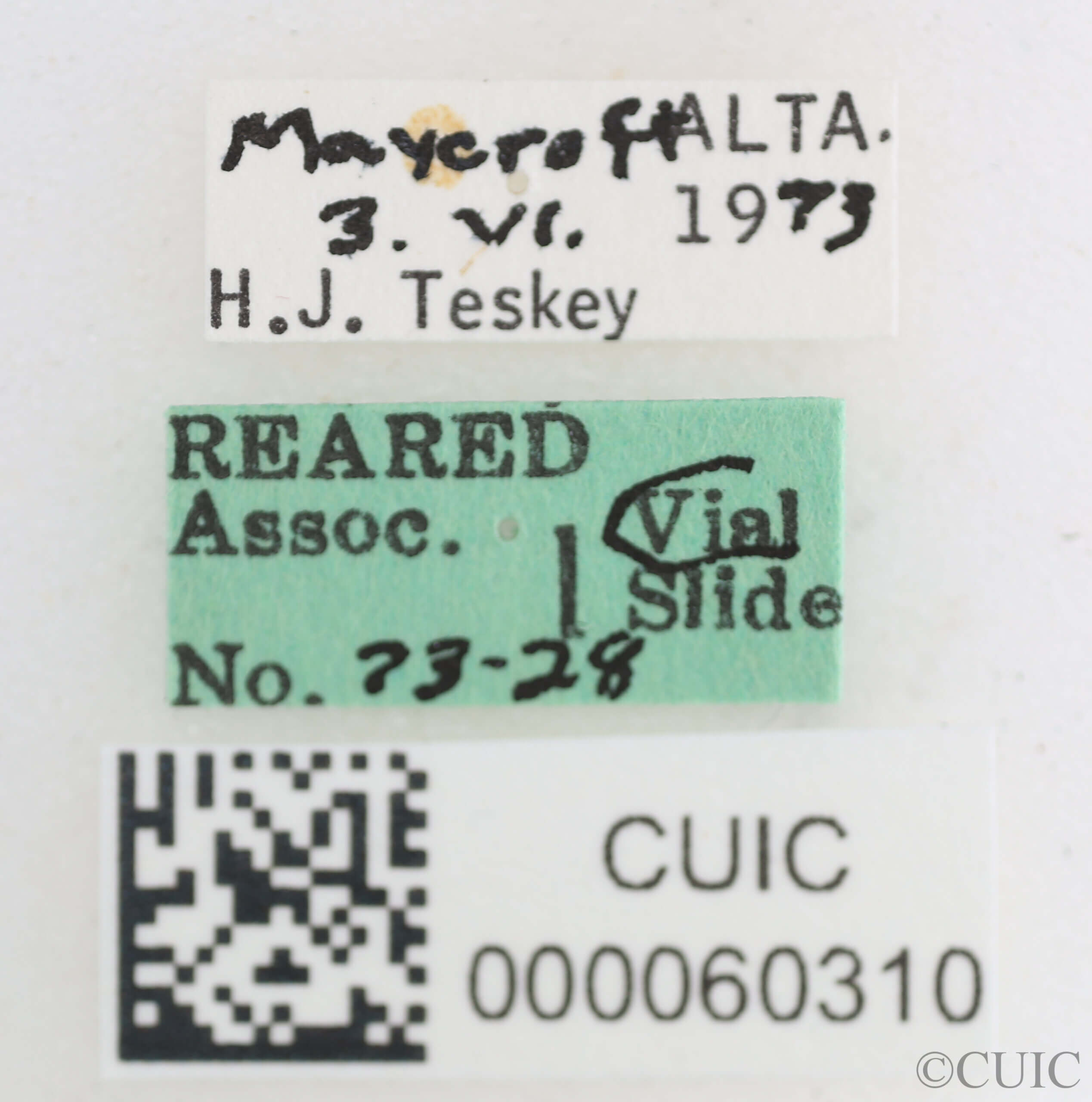label view of Glutops rossi