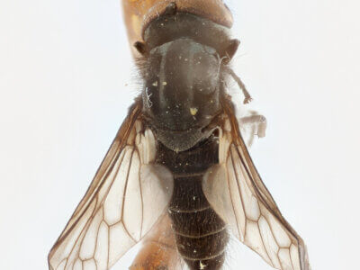 dorsal view of pupa / adult Glutops rossi