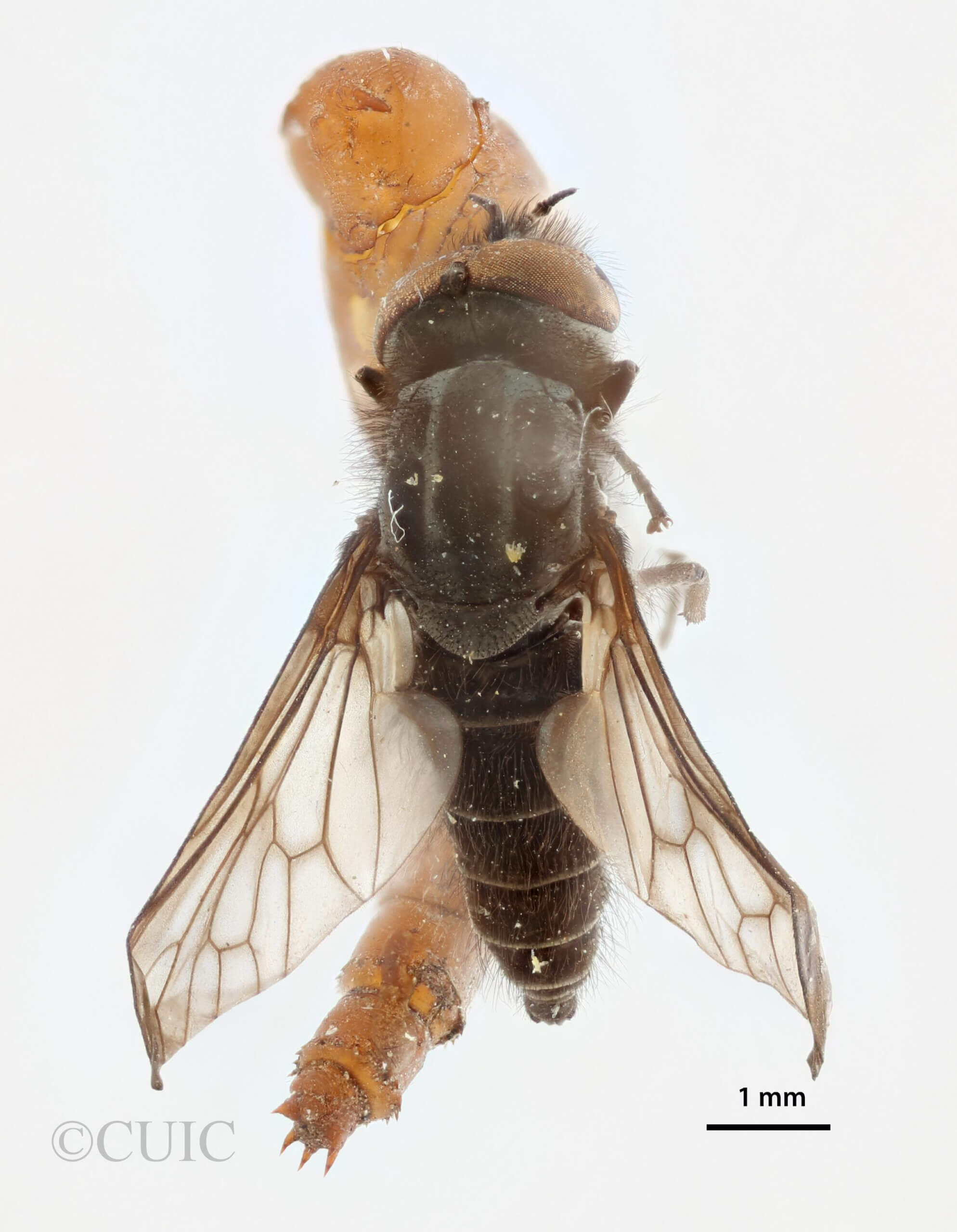dorsal view of pupa / adult Glutops rossi