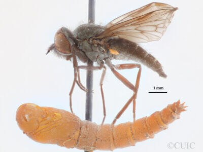 lateral view of pupa / adult Glutops rossi