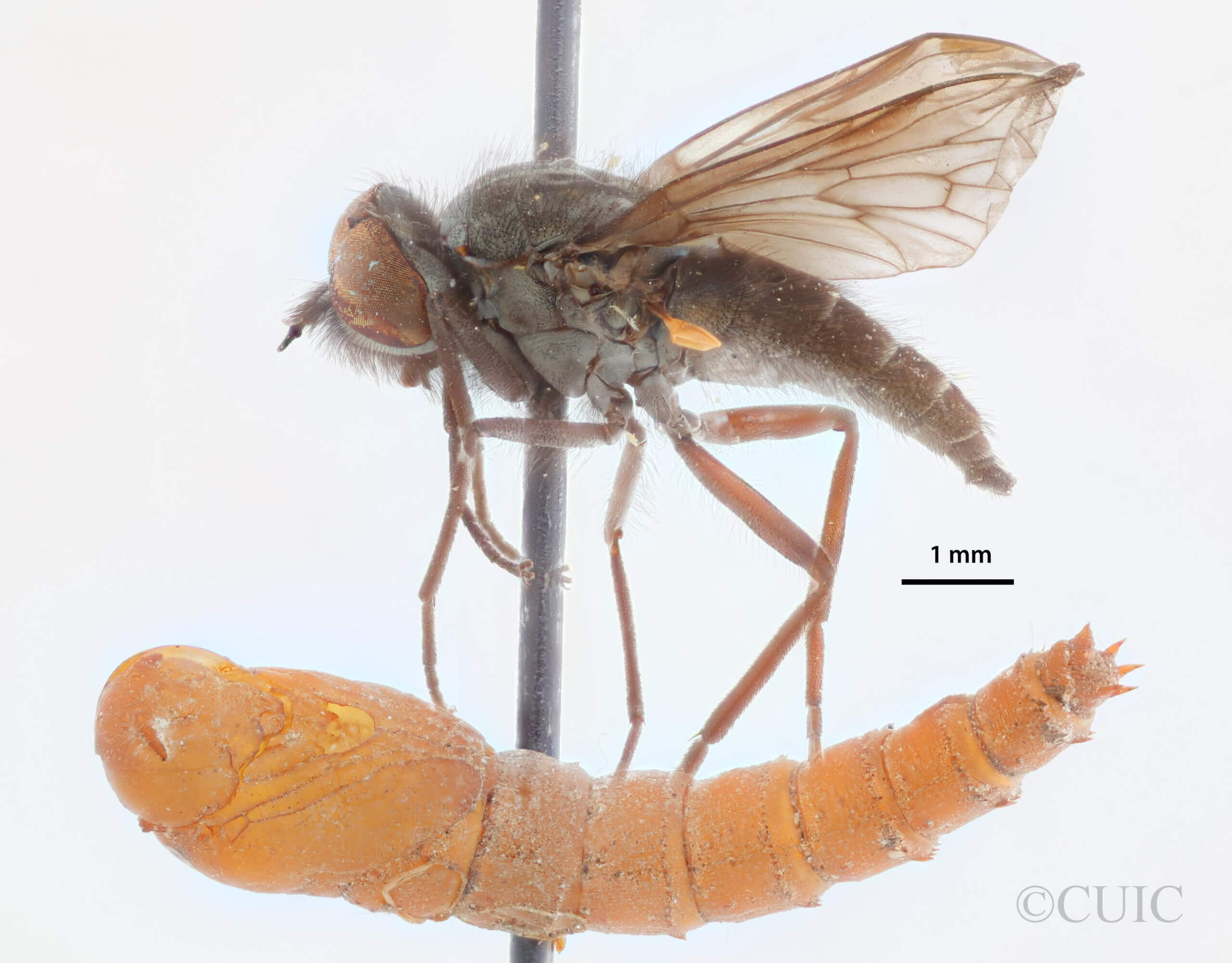 lateral view of pupa / adult Glutops rossi