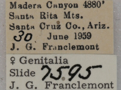 label view of adult Paectes abrostolella