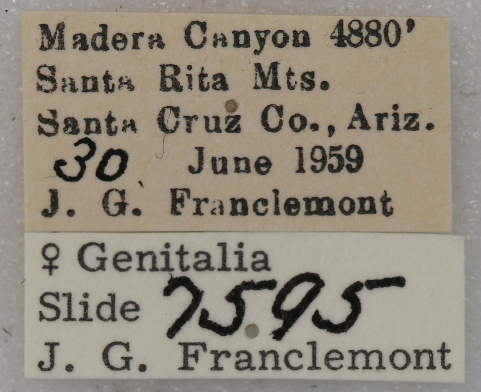 label view of adult Paectes abrostolella