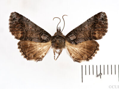 dorsal view of adult Paectes abrostolella