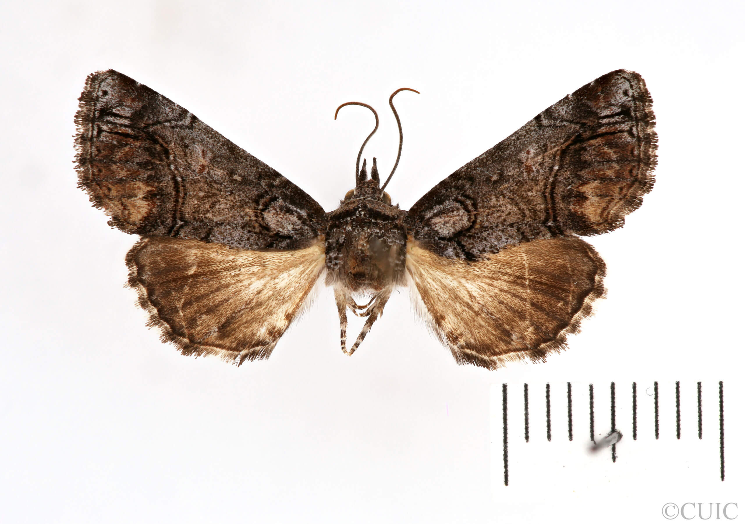 dorsal view of adult Paectes abrostolella