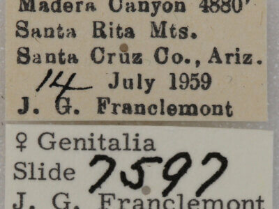 label view of adult Paectes abrostolella