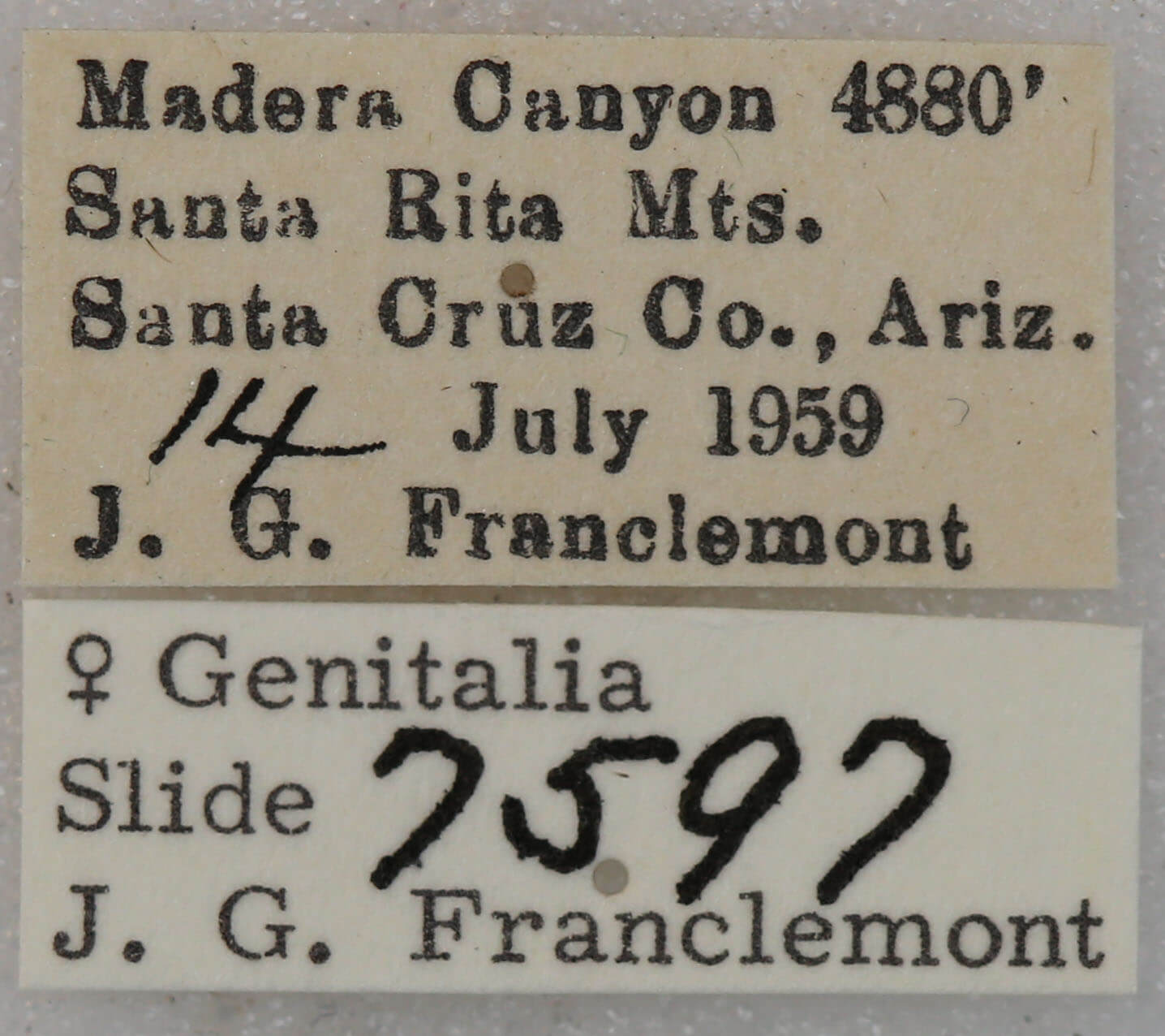 label view of adult Paectes abrostolella