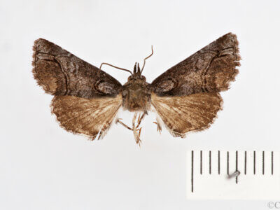 dorsal view of adult Paectes abrostolella