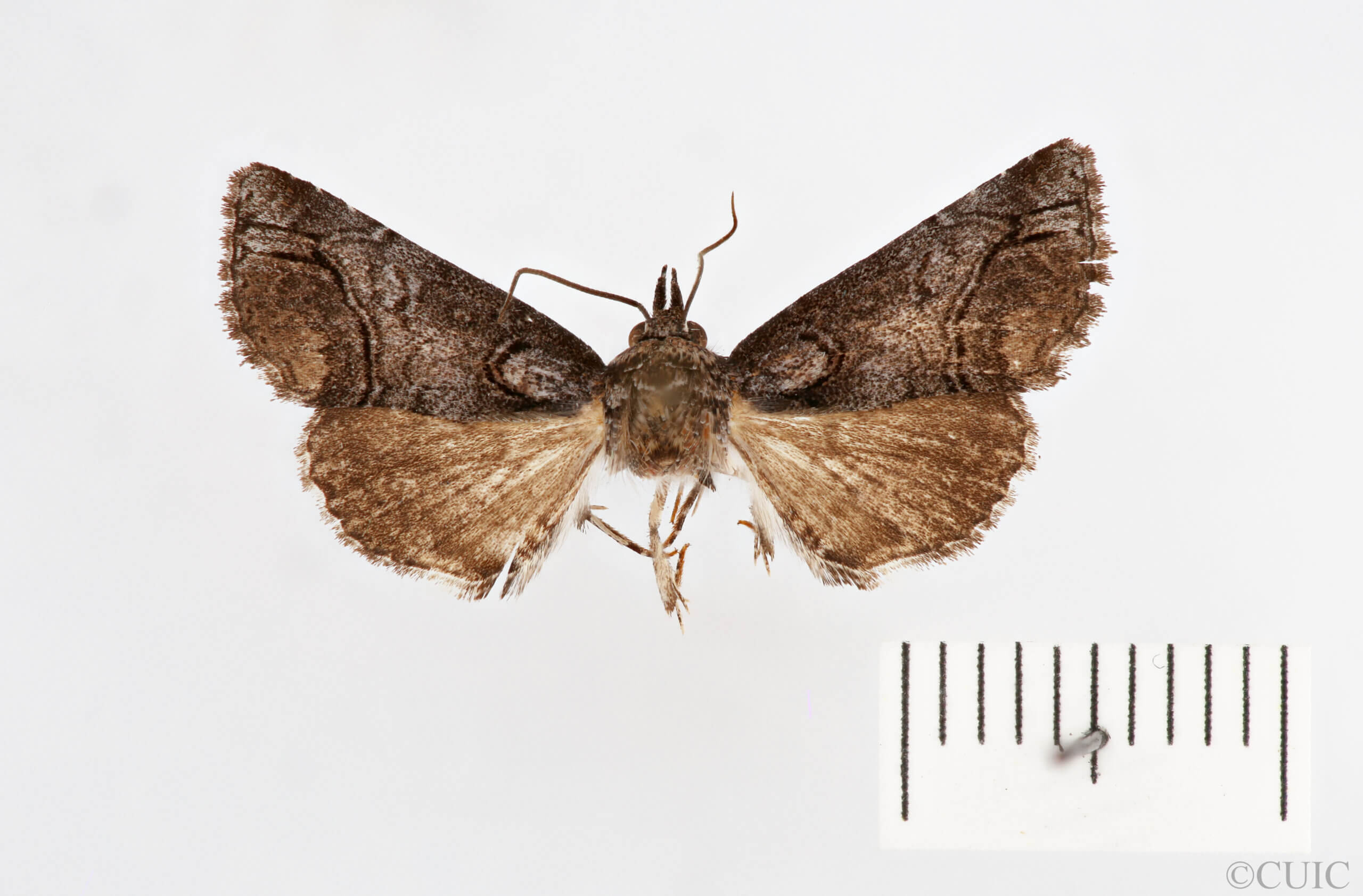 dorsal view of adult Paectes abrostolella