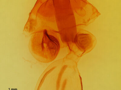 genitalia view of adult Perigonica fulminans